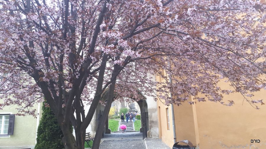 רומניה פסח 2019